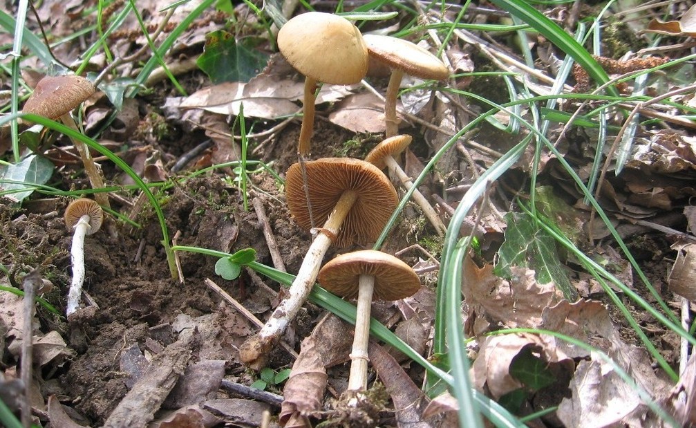 Agrocybe praecox?